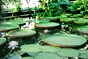 [Photo: Tropical water lilies]