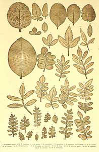 Tafel aus "Flora Brasiliensis"