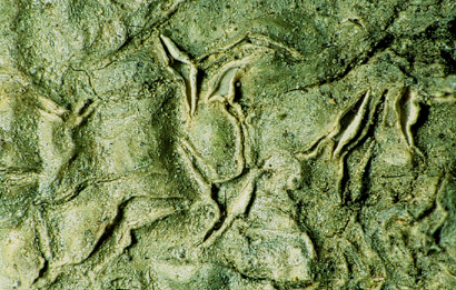 [Graphis cf. dumasti]