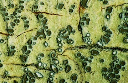 [Gyrostomum scyphuliferum]