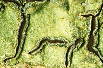 [Phaeographina montagnei]