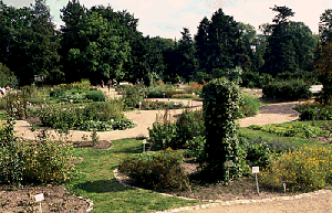 [Photo: Medicinal plants]