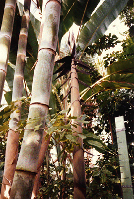[Photo: Giant bamboo (Dendrocalamus giganteus)]