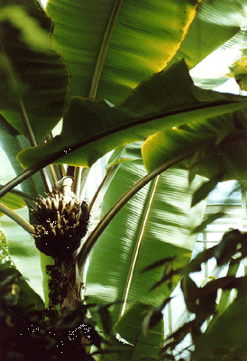 [Photo: Banana plant (Musa)]