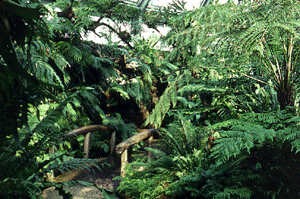[Photo: View of the fern house]
