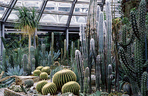 [Photo: cactus and succulents]
