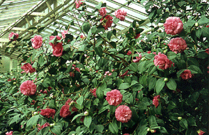 [Photo: Camellias]