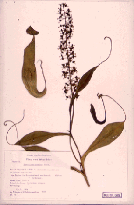 [Herbarium specimen]
