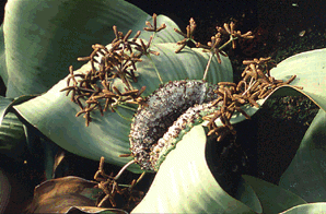 [Foto: Welwitschia mirabilis]