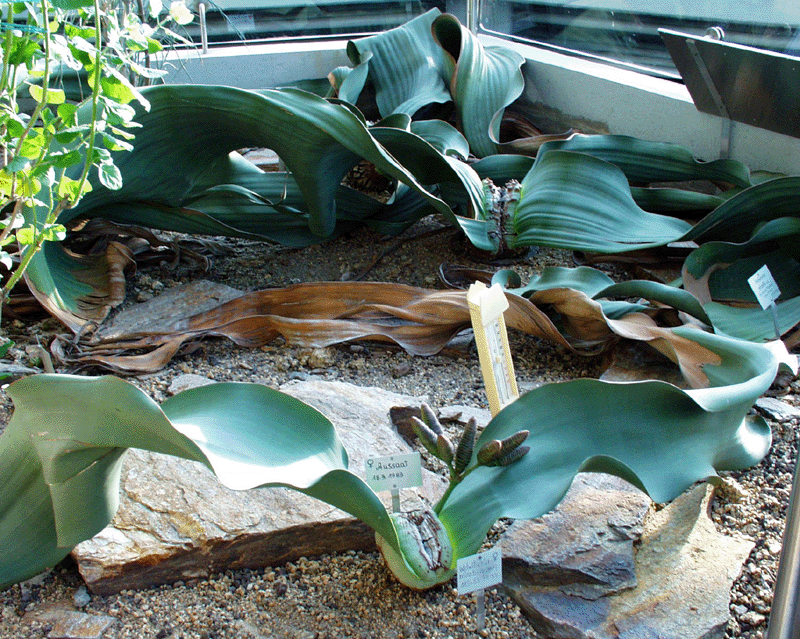 [Photo: Welwitschia plants]