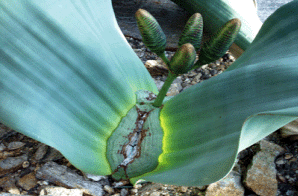 [Foto: Welwitschia mit Samenzapfen]