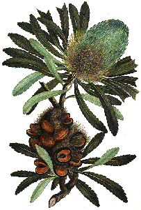 Banksia serrata