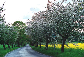 Apfelbaumallee in Brandenburg