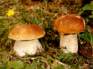 [Foto: Fichten-Steinpilz]