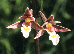 [Foto: Epipactis palustris]