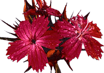 Dianthus capitatus