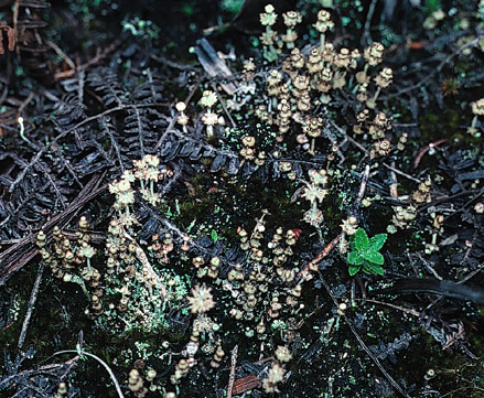 [Cladonia rappii]