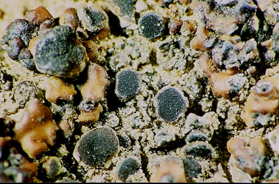 [Lecania dudleyi]