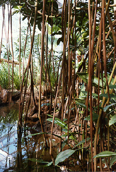 [Photo: mangroves]