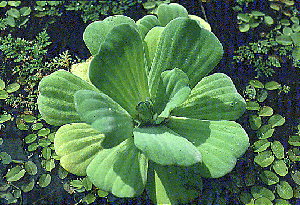 [Photo: Pistia stratiotes]