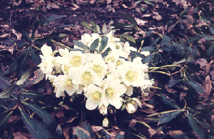 [Photo: Helleborus niger]