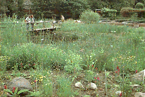 [Photo: Aquatic and marsh plant garden]