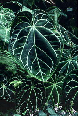 [Foto: Anthurium magnificum]