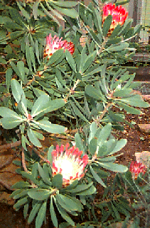 [Foto: Protea]