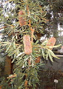 [Photo: Banksia]