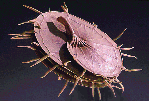 [Foto: Modell Medicago tornata]