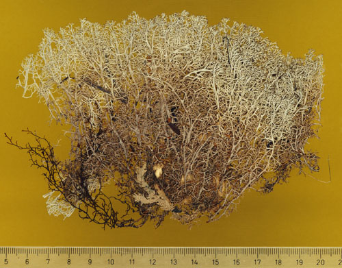 [Cladonia arbuscula ssp. boliviana]
