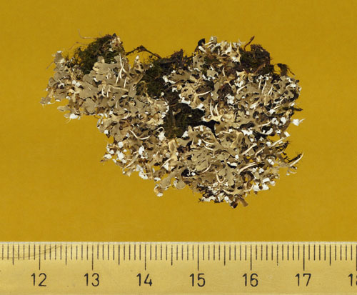[Cladonia ceratophylla]