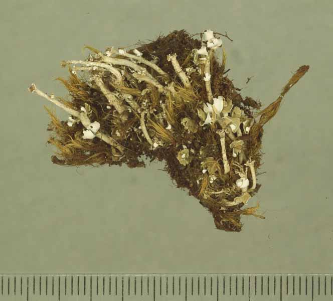 [Cladonia leucophylla]