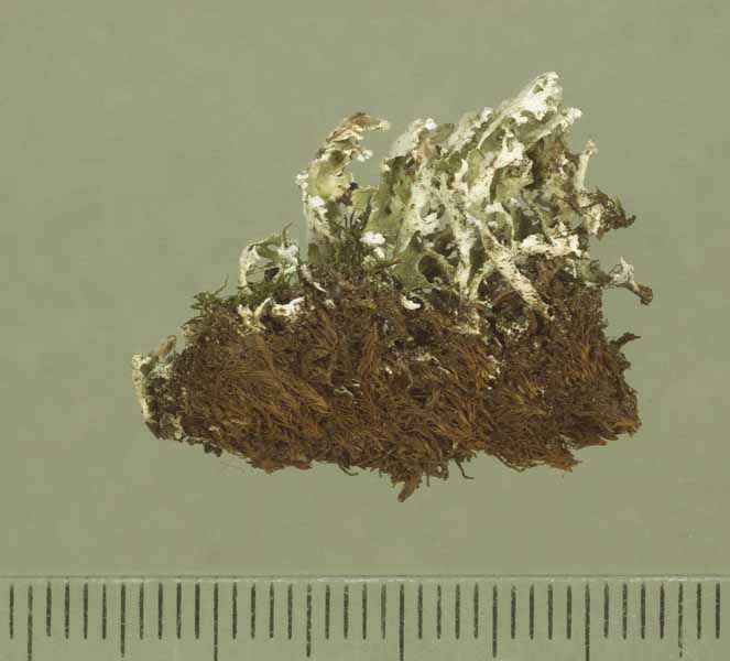 [Cladonia leucophylla]