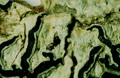 [Phaeographis exaltata]