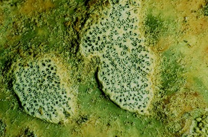 [Sarcographa labyrinthica]